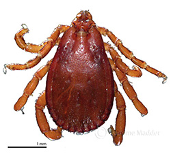 Rhipicephalus sanguineus (male)